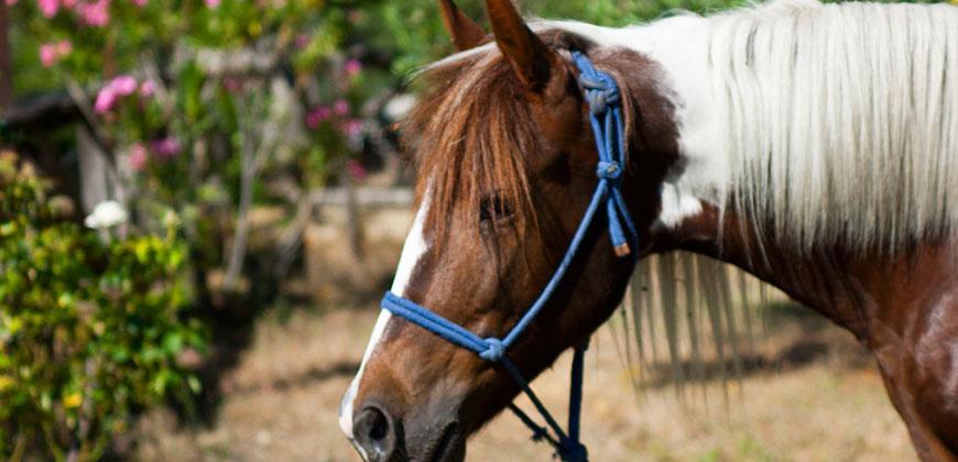 Petrino Spiti Βίλα Παρθενώνας Εξωτερικό φωτογραφία